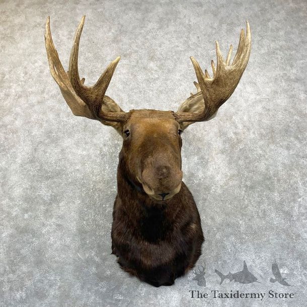 Canadian Moose Shoulder Mount For Sale #24984 @ The Taxidermy Store