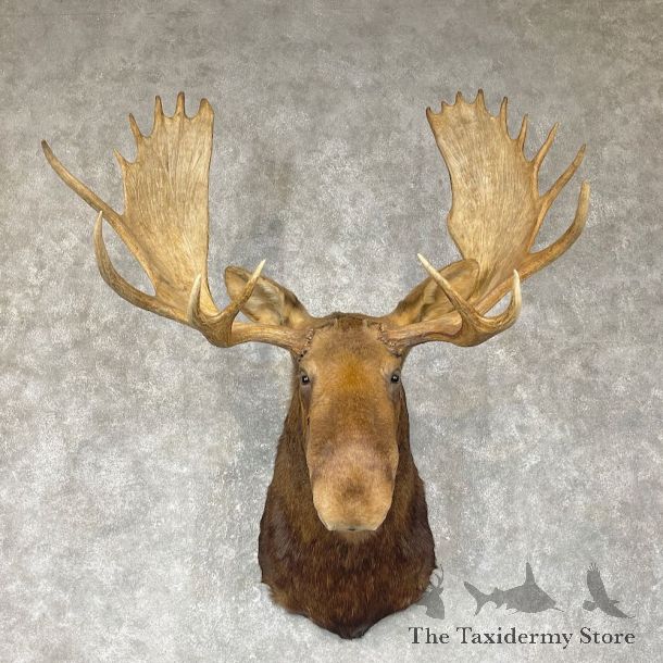 Canadian Moose Shoulder Mount For Sale #25405 @ The Taxidermy Store