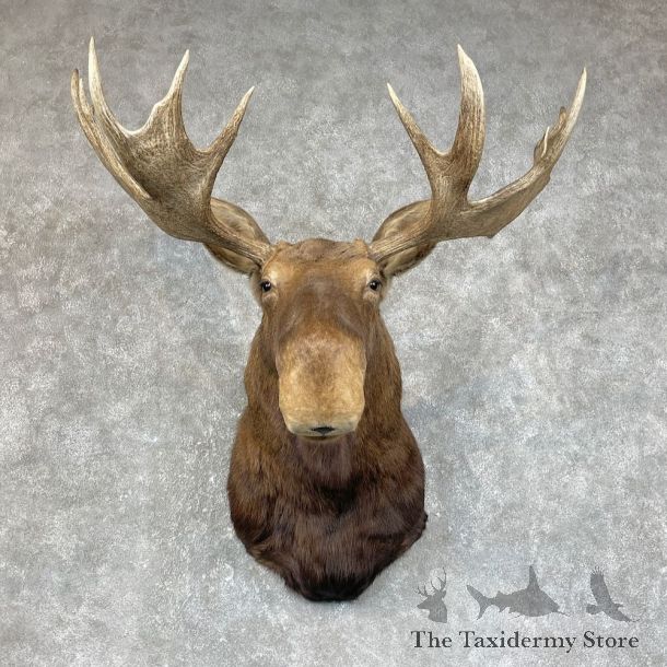 Canadian Moose Shoulder Mount For Sale #25414 @ The Taxidermy Store