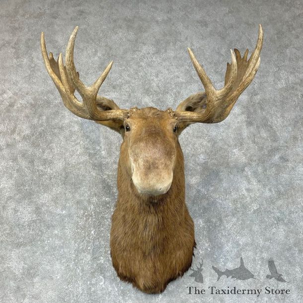 Canadian Moose Shoulder Mount For Sale #25415 @ The Taxidermy Store