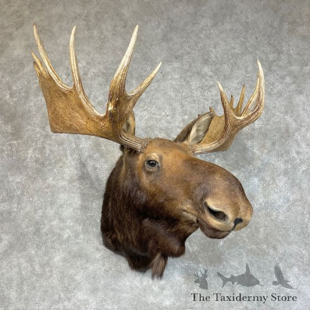Moose Shoulder Mount For Sale #25709 @ The Taxidermy Store