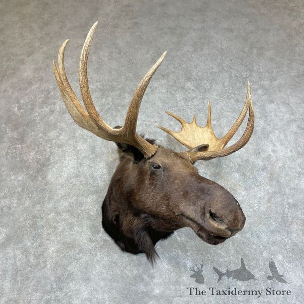 Moose Shoulder Mount For Sale #25712 @ The Taxidermy Store