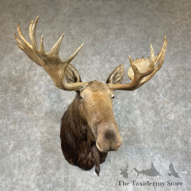 Western Canada Moose Shoulder Mount For Sale #25716 @ The Taxidermy Store
