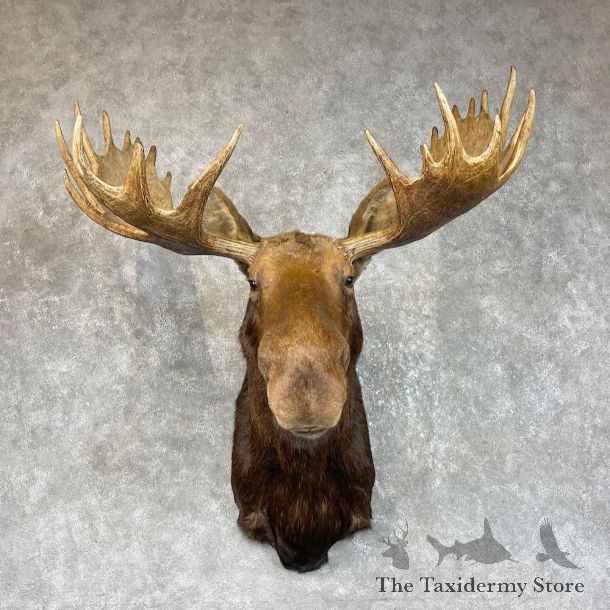 Canadian Moose Shoulder Mount For Sale #25717 @ The Taxidermy Store