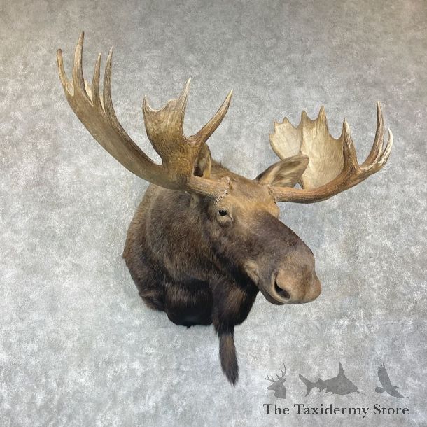Western Canada Moose Shoulder Mount For Sale #25950 @ The Taxidermy Store