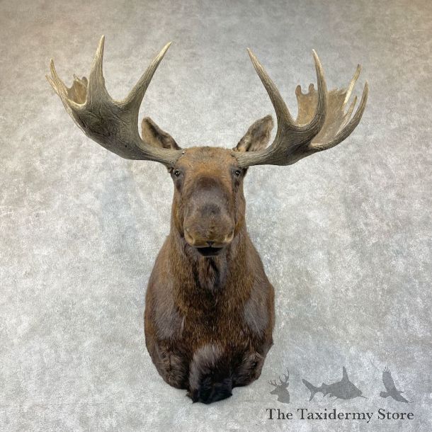 Canadian Moose Shoulder Mount For Sale #26205 @ The Taxidermy Store