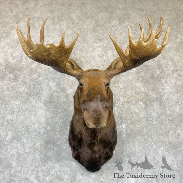 Alaskan Yukon Moose Shoulder Mount For Sale #26469 @ The Taxidermy Store