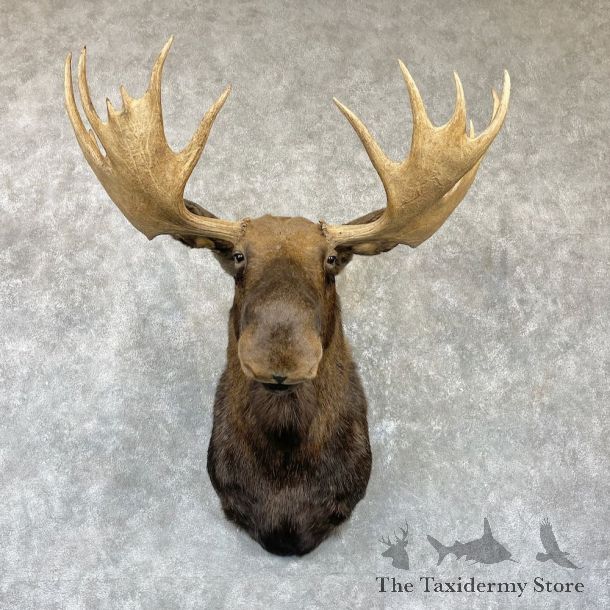 Canadian Moose Shoulder Mount For Sale #26472 @ The Taxidermy Store