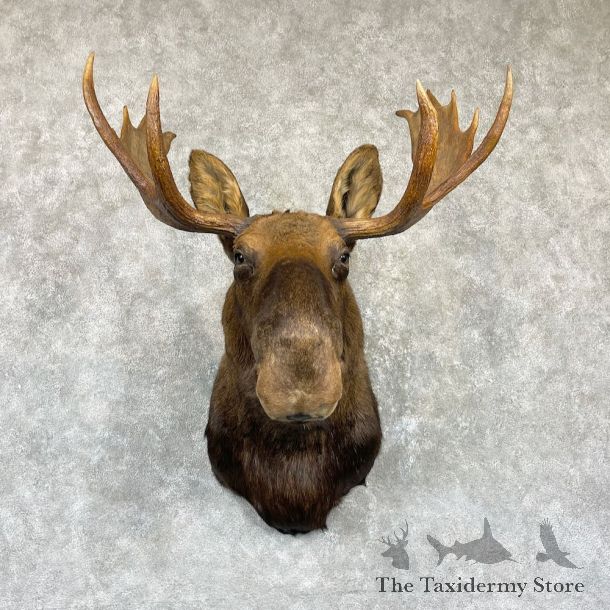 Canadian Moose Shoulder Mount For Sale #26476 @ The Taxidermy Store
