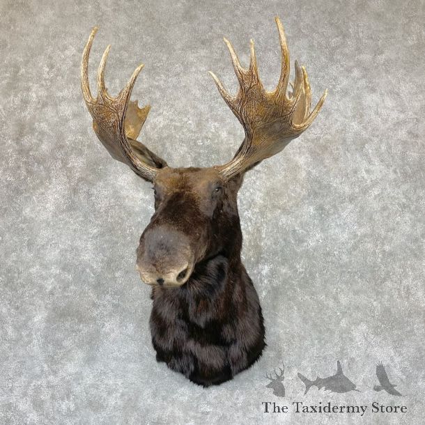 Canadian Moose Shoulder Mount For Sale #26733 @ The Taxidermy Store