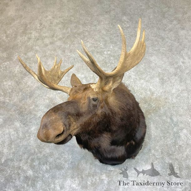Canadian Moose Shoulder Mount For Sale #26734 @ The Taxidermy Store