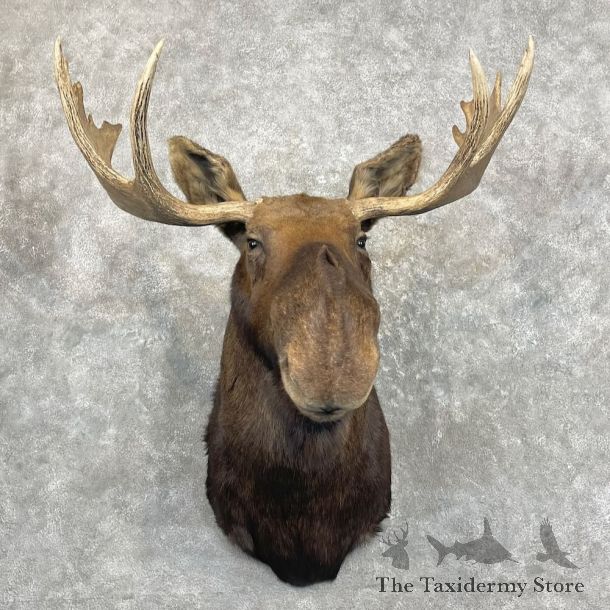 Canadian Moose Shoulder Mount For Sale #27291 @ The Taxidermy Store