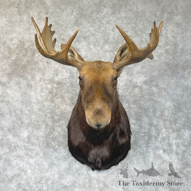 Canadian Moose Shoulder Mount For Sale #28353 @ The Taxidermy Store