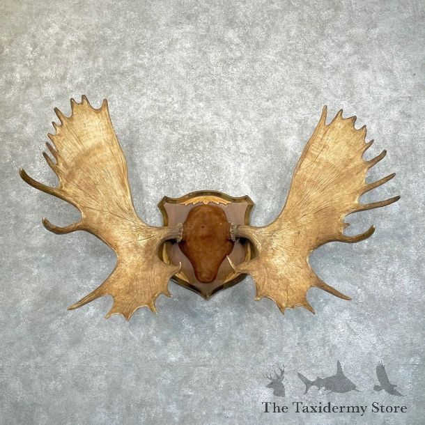 Canadian Mouse Antler Plaque For Sale #24242 @ The Taxidermy Store