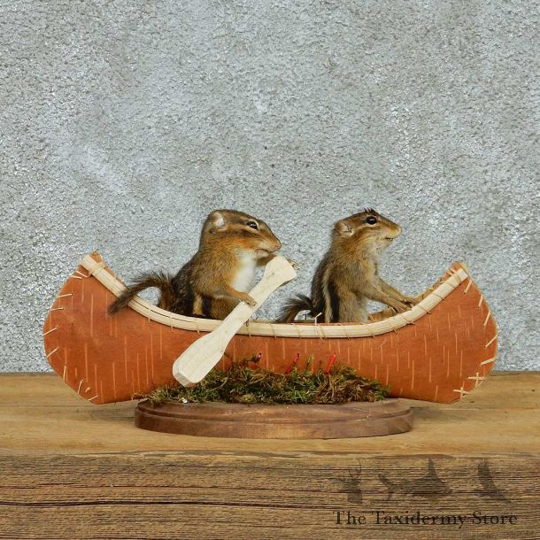 Novelty Canoe Chipmunks Taxidermy Mount #13261 For Sale @ The Taxidermy Store
