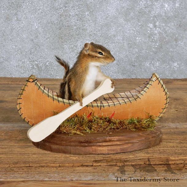 Chipmunk in a Canoe Mount For Sale #14181 @ The Taxidermy Store