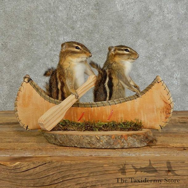 Canoe Chipmunk Pair Novelty Mount For Sale #16107 @ The Taxidermy Store