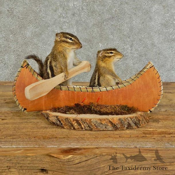 Canoe Chipmunk Pair Novelty Mount For Sale #16108 @ The Taxidermy Store