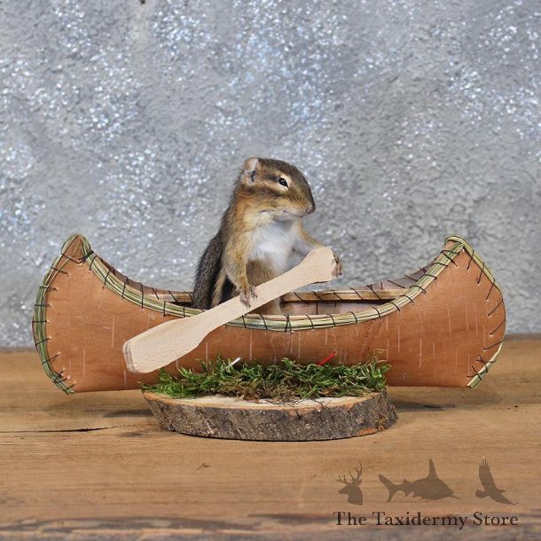 Novelty Canoe Chipmunk Mount #11898 For Sale @ The Taxidermy Store