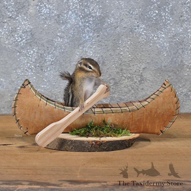 Novelty Canoe Chipmunk Mount #11899 For Sale @ The Taxidermy Store