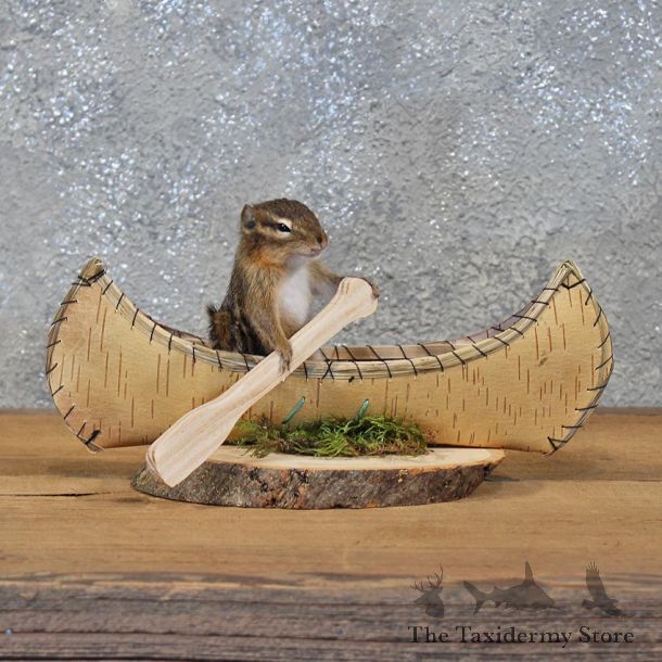 Novelty Canoe Chipmunk Mount #11900 For Sale @ The Taxidermy Store