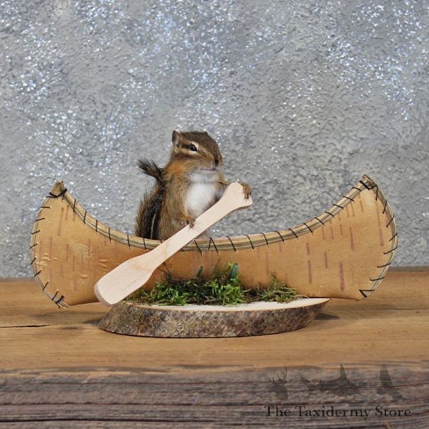 Novelty Canoe Chipmunk Mount #11901 For Sale @ The Taxidermy Store