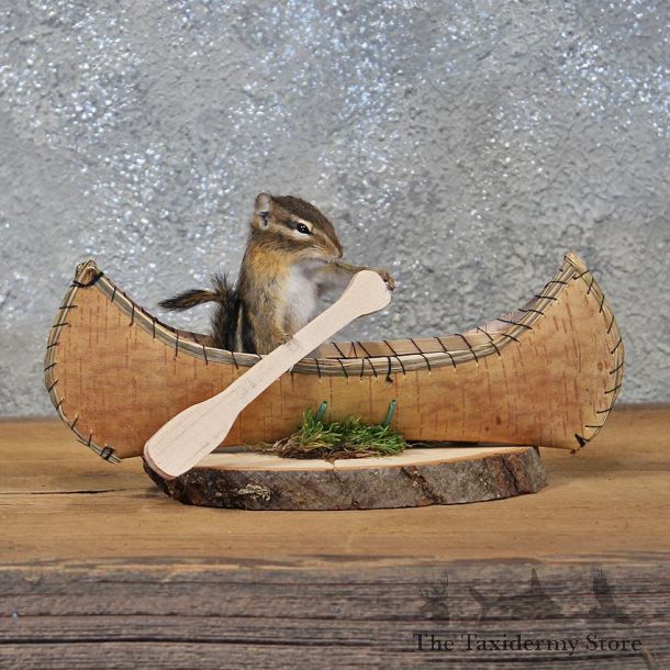 Novelty Canoe Chipmunk Mount #11902 For Sale @ The Taxidermy Store