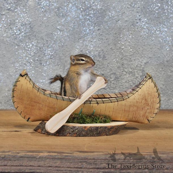 Novelty Canoe Chipmunk Mount #11903 For Sale @ The Taxidermy Store