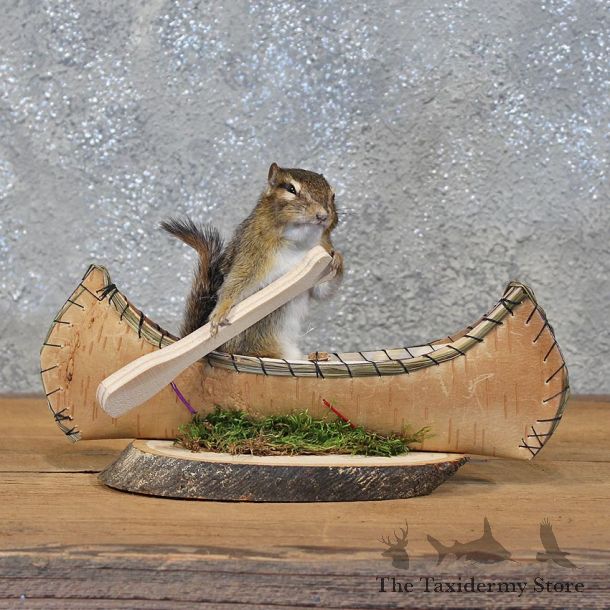 Novelty Canoe Chipmunk Mount #11904 For Sale @ The Taxidermy Store