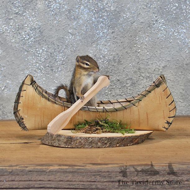 Novelty Canoe Chipmunk Mount #11905 For Sale @ The Taxidermy Store
