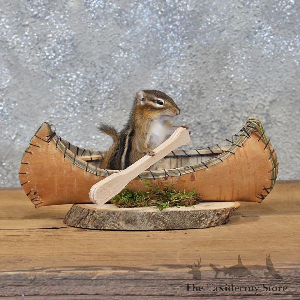Novelty Canoe Chipmunk Mount #11906 For Sale @ The Taxidermy Store
