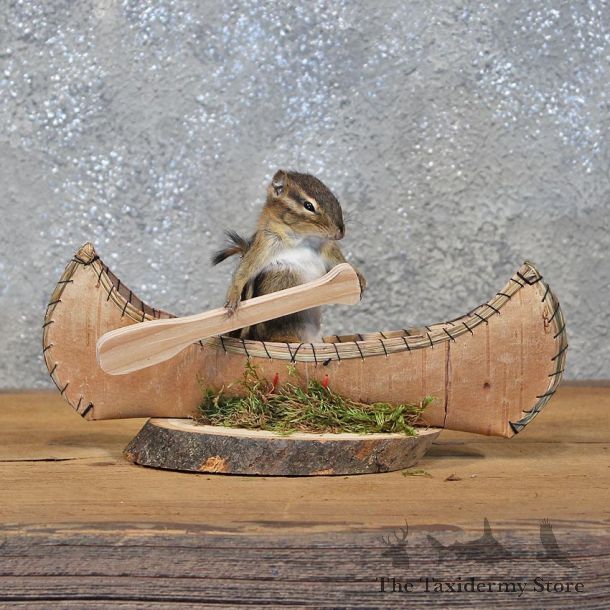 Novelty Canoe Chipmunk Mount #11907 For Sale @ The Taxidermy Store
