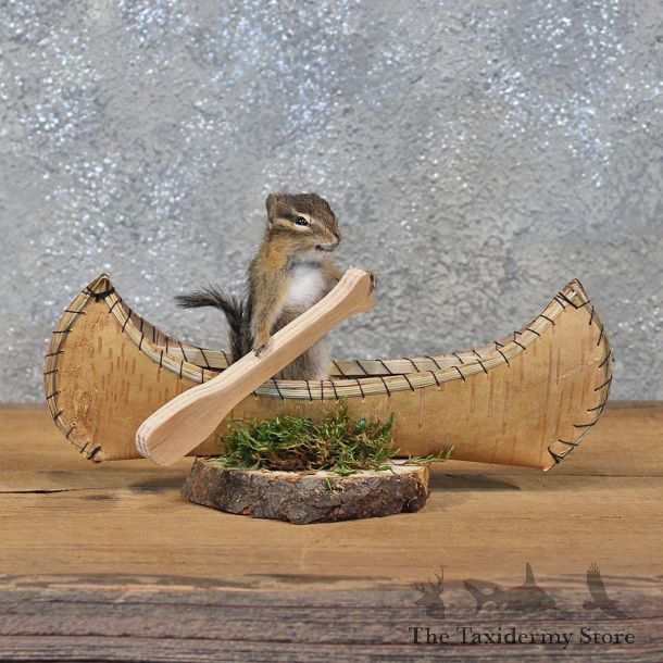 Novelty Canoe Chipmunk Mount #11908 For Sale @ The Taxidermy Store