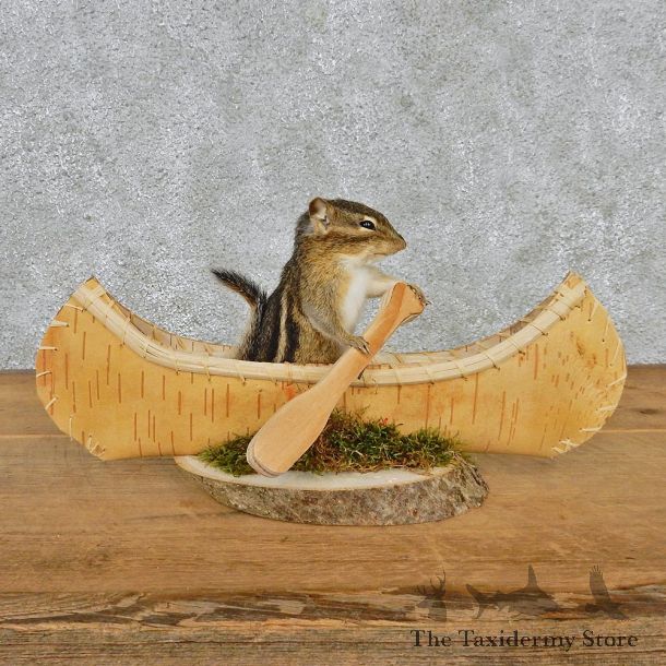 Novelty Canoe Chipmunk Mount #12577 For Sale @ The Taxidermy Store