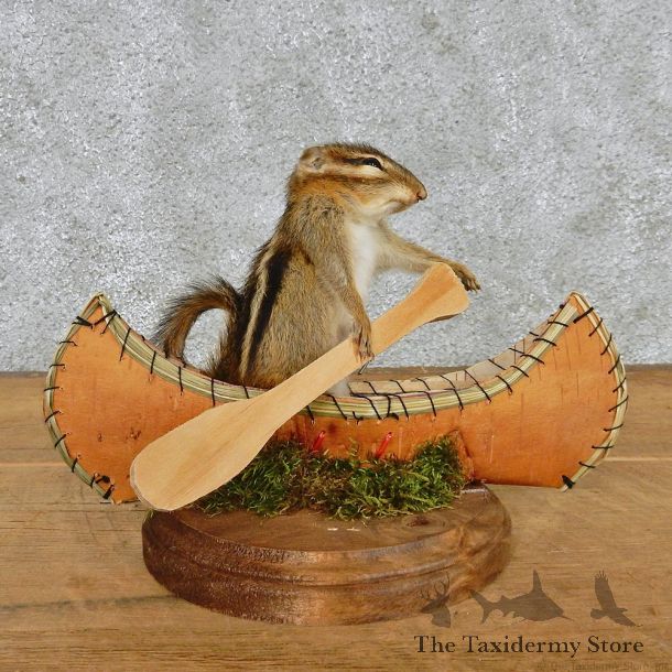 Novelty Canoe Chipmunk Taxidermy Mount #12578 For Sale @ The Taxidermy Store