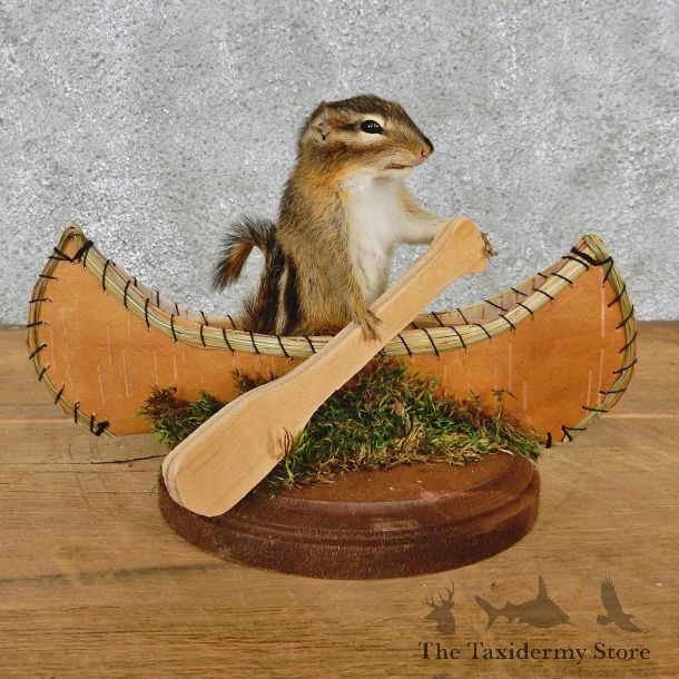 Novelty Canoe Chipmunk Taxidermy Mount #12579 For Sale @ The Taxidermy Store