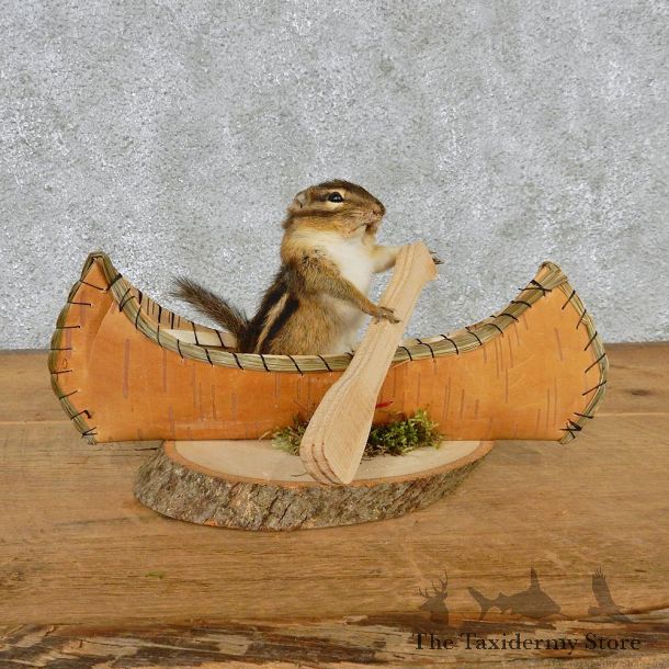 Novelty Canoe Chipmunk Taxidermy Mount #12580 For Sale @ The Taxidermy Store