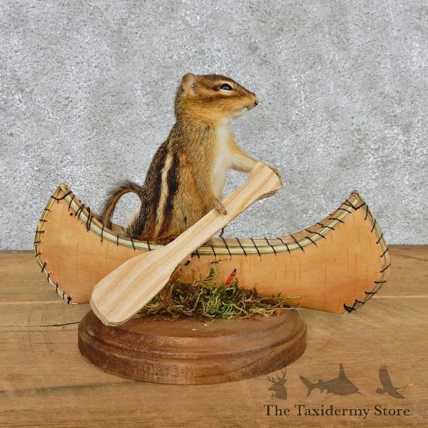 Novelty Canoe Chipmunk Taxidermy Mount #12581 For Sale @ The Taxidermy Store