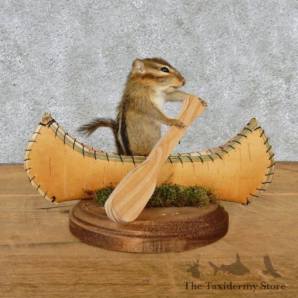 Novelty Canoe Chipmunk Taxidermy Mount #12582 For Sale @ The Taxidermy Store