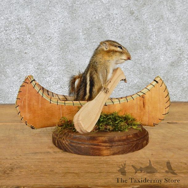 Novelty Canoe Chipmunk Taxidermy Mount #12583 For Sale @ The Taxidermy Store