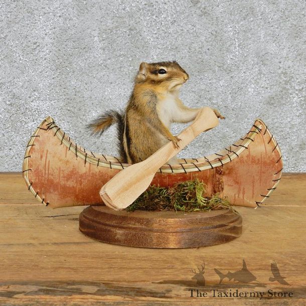 Novelty Canoe Chipmunk Taxidermy Mount #12584 For Sale @ The Taxidermy Store