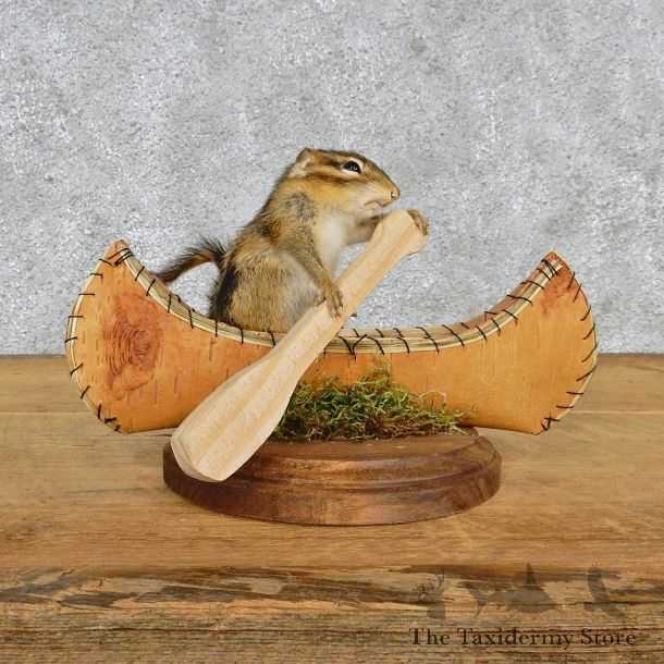 Novelty Canoe Chipmunk Taxidermy Mount #12585 For Sale @ The Taxidermy Store