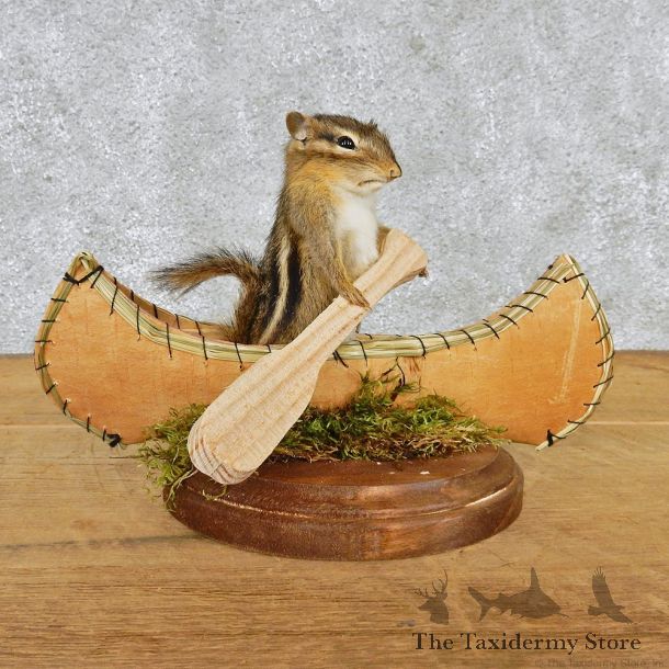 Novelty Canoe Chipmunk Taxidermy Mount #12586 For Sale @ The Taxidermy Store