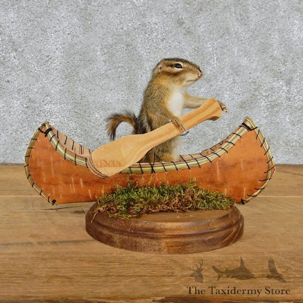 Novelty Canoe Chipmunk Taxidermy Mount #12587 For Sale @ The Taxidermy Store