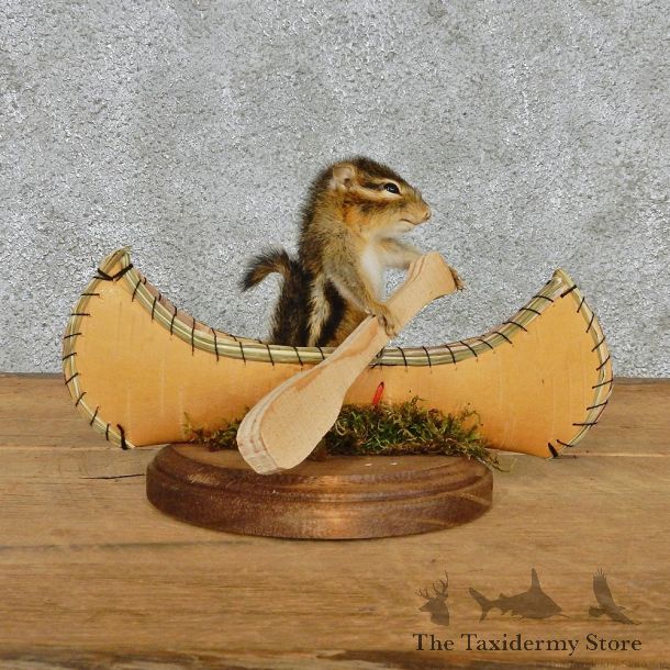 Novelty Canoe Chipmunk Taxidermy Mount #12588 For Sale @ The Taxidermy Store