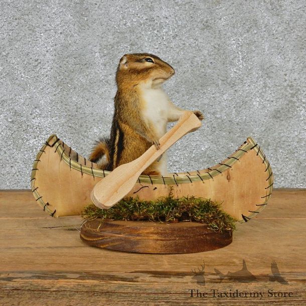 Novelty Canoe Chipmunk Taxidermy Mount #12589 For Sale @ The Taxidermy Store