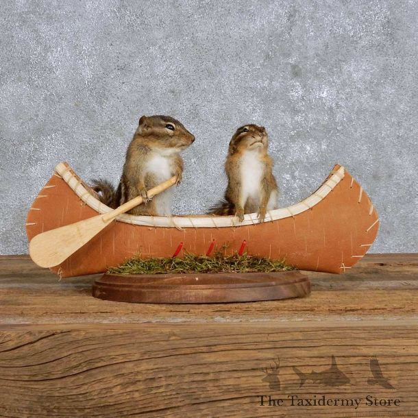 Novelty Canoe Chipmunk Mount For Sale #14186 @ The Taxidermy Store