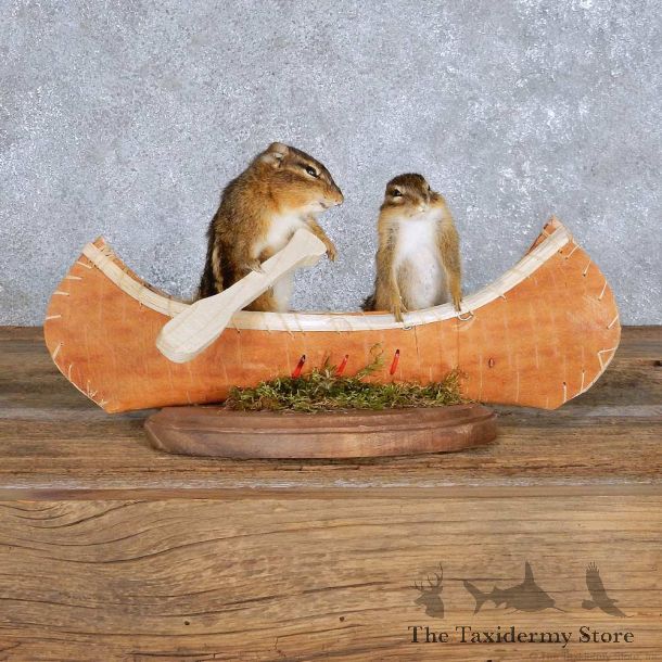 Novelty Canoe Chipmunk Mount For Sale #14187 @ The Taxidermy Store