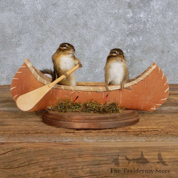Novelty Canoe Chipmunk Mount For Sale #14189 @ The Taxidermy Store