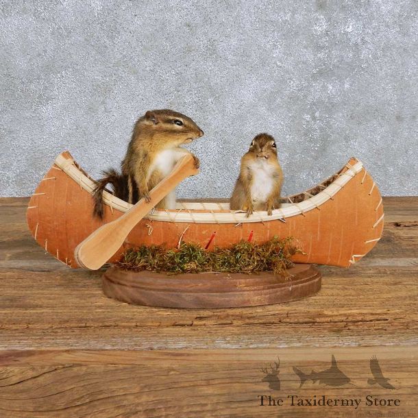 Novelty Canoe Chipmunk Mount For Sale #14190 @ The Taxidermy Store